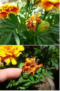 マリーゴールドの育て方 マリゴールドをプランターに植えています 週 Yahoo 知恵袋