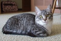 このネコの毛色は何ですか キジネコ サバネコ Yahoo 知恵袋