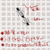 イラスト この虫の名前分かる方居ますか 今現在網戸に大量発生していま Yahoo 知恵袋