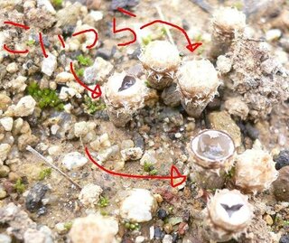 気持ち悪い植物 増殖でまいってます １年前水はけの悪かった土壌に Yahoo 知恵袋