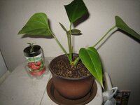 植え替え失敗 もう一度植え替えるべきでしょうか 5月にヒ Yahoo 知恵袋