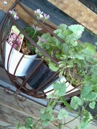 ハンギングのヤシマットは使い捨てでしょうか それともまた使えるの Yahoo 知恵袋