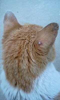 猫の耳にいぼのようなものができています - 以前家を新築する 