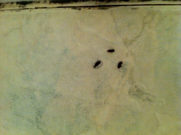 風呂場にいる黒い虫って何ですか お風呂場に最近よくこ Yahoo 知恵袋