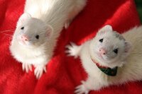 野生のフェレットは どんなところに住んで 何を食べているので Yahoo 知恵袋