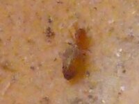 家の窓枠に虫が発生しました この虫は何でしょうか 駆除が必要ですか 駆 Yahoo 知恵袋