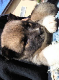 雑種の黒い犬の名前を一緒に考えてもらえませんか 現在 生後約3 Yahoo 知恵袋