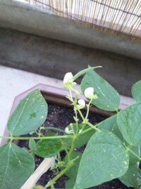 モロッコインゲンの葉っぱが 枯れています 水が足りないのでしょうか Yahoo 知恵袋