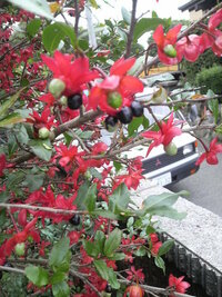 写真の赤い花の木の名前を教えてください 6月咲いていました ミッ Yahoo 知恵袋