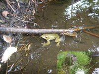 画像のカエルの種類は 何でしょうか 泡状のたまごを生みました Yahoo 知恵袋