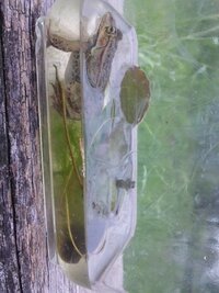 カエルの餌について 東京ダルマガエル プラケースで飼育し Yahoo 知恵袋