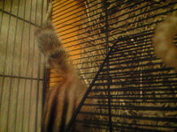 ホワイトシマリスが３万４千円で売ってますが このリスは突然変異ですか 色 Yahoo 知恵袋