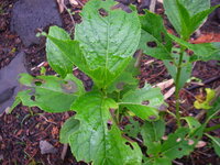 墨田の花火 アジサイ の葉っぱに茶色の斑点が出て葉っぱも虫食 Yahoo 知恵袋