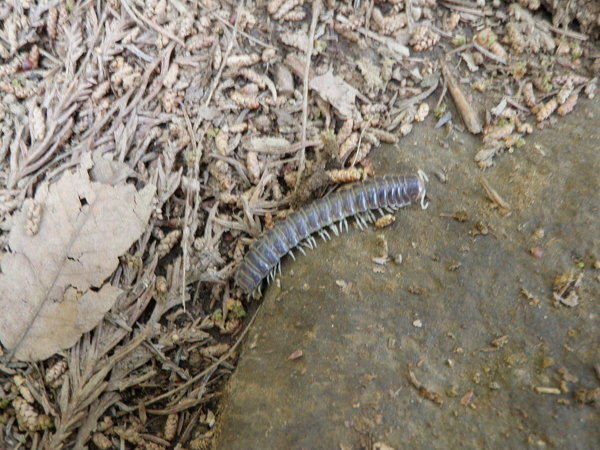 長いダンゴムシを見ました この生物はなんでしょう ヤス Yahoo 知恵袋