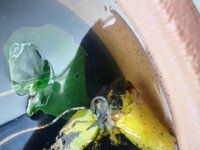 睡蓮鉢に黒ゴマのような小さい虫が大量発生しました 睡蓮 Yahoo 知恵袋