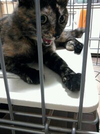 うちの飼い猫が口を開けて震え 痙攣 してます 最近抜け毛が多かったので Yahoo 知恵袋