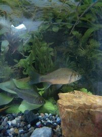 再質問 子供が用水路で捕まえてきた魚 なんという魚ですか Yahoo 知恵袋