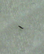 この虫何でしょうか 潰してしまったのですが5ミリくらいで細長い黒い虫です Yahoo 知恵袋