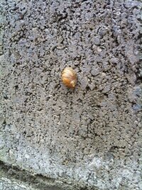 雨の日にカタツムリはなぜブロック塀に群がるのですか 殻を Yahoo 知恵袋