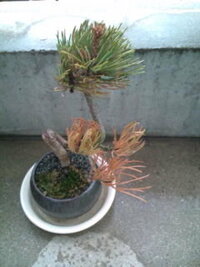 五葉松の盆栽を買ったのですが 水やりが足りなかったのか 枯れ始めていま Yahoo 知恵袋
