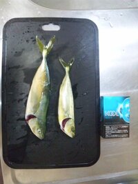 この魚なんでしょう 静浦で釣りました また調理法を教えてください Yahoo 知恵袋