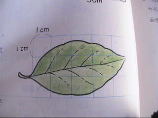 葉 面積 求め 方 Nnakk