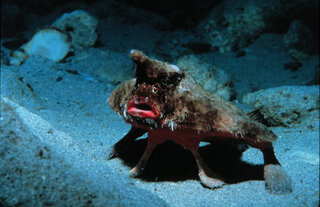 この可愛い生き物の名前を知りたいです 深海魚を調べていたら出てきた画像 Yahoo 知恵袋