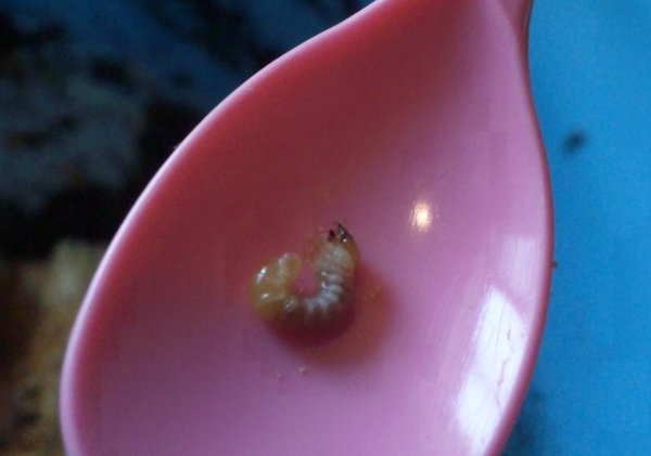 オオクワガタのペア（♂×1、♀×2）について - ☆質問宜し - Yahoo