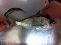 この魚は何でしょうか 千葉の保田漁港の夜釣りでこんな魚を釣り Yahoo 知恵袋