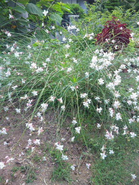 この花の名前を教えてください 細い茎に淡いピンクの花がつ Yahoo 知恵袋