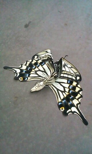 アゲハ蝶が羽化に失敗し羽が折れ曲がってしまい飛び立てずにいま Yahoo 知恵袋