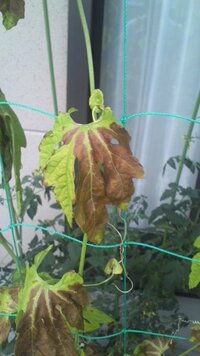 家の庭で栽培しているゴーヤときゅうりの葉っぱが突然茶色に変色 Yahoo 知恵袋