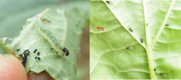 オクラ害虫無農薬 オクラを植えました 目視で 羽切虫 Yahoo 知恵袋