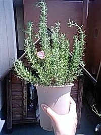 コキアの植え方 先日ホームセンターで可愛らしい形に惹かれコキアの苗を買いま Yahoo 知恵袋