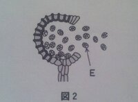 シダ植物のイヌワラビはなぜ根と茎が土のなかにあるんですか 至急お Yahoo 知恵袋