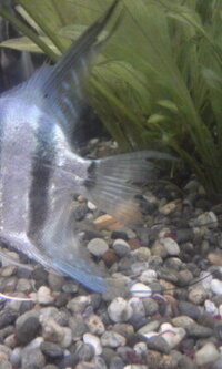 硬度を下げるためにゼオライトを使うかろ材としてソイルを使うか Yahoo 知恵袋