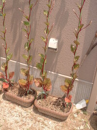 ツルムラサキの苗を買い 育てています 植えて４０日ぐらいが経っていて Yahoo 知恵袋