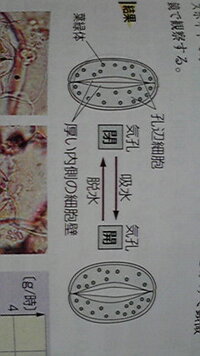 生物の問題です 昼間水は気孔を通って蒸散するが そのとき酸素はどこを通 Yahoo 知恵袋