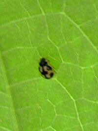 きゅうりの葉っぱについていたのですが この虫はなんという虫で Yahoo 知恵袋