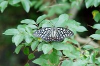 この時期くちなしの葉につく虫は何でしょうか 緑色の アゲハチョウか何か Yahoo 知恵袋