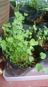 クローバの種の蒔き方について教えてください 広い面積の蒔きたいのですが 種が Yahoo 知恵袋
