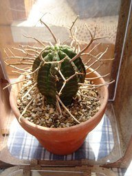 友達が持っていて 大変珍しい種類のサボテンらしく 私も欲しく Yahoo 知恵袋