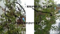 庭に植えてあるシンボルツリー アオハダ について 植えて３年 Yahoo 知恵袋