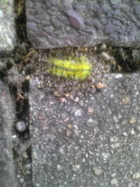藤棚の下にいたら 黄緑色の小さな毛虫が数匹落ちていました な Yahoo 知恵袋