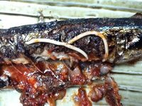 焼き魚を食べていたらアニサキスみたいなのを発見したのですが アニ Yahoo 知恵袋