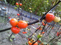 英語で この花は観賞用で食べられませんが 中には食べられる花 Yahoo 知恵袋