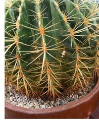 金鯱サボテンの芯の部分が白くなってしまいました 亡くなった父が Yahoo 知恵袋