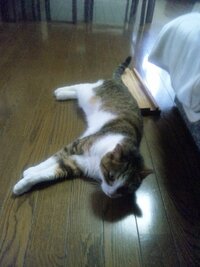 猫 猫の名前に みーちゃん が多いのはなぜですか なぜ みーちゃん な Yahoo 知恵袋