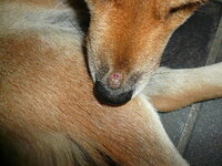 教えてください 犬が夕方から急にびっこを引く歩き方をしてます フ Yahoo 知恵袋