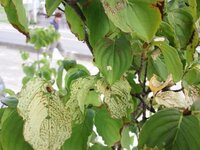 添付のヤマボウシなのですが 葉が茶色になりハラハラとおちいってます 何か Yahoo 知恵袋